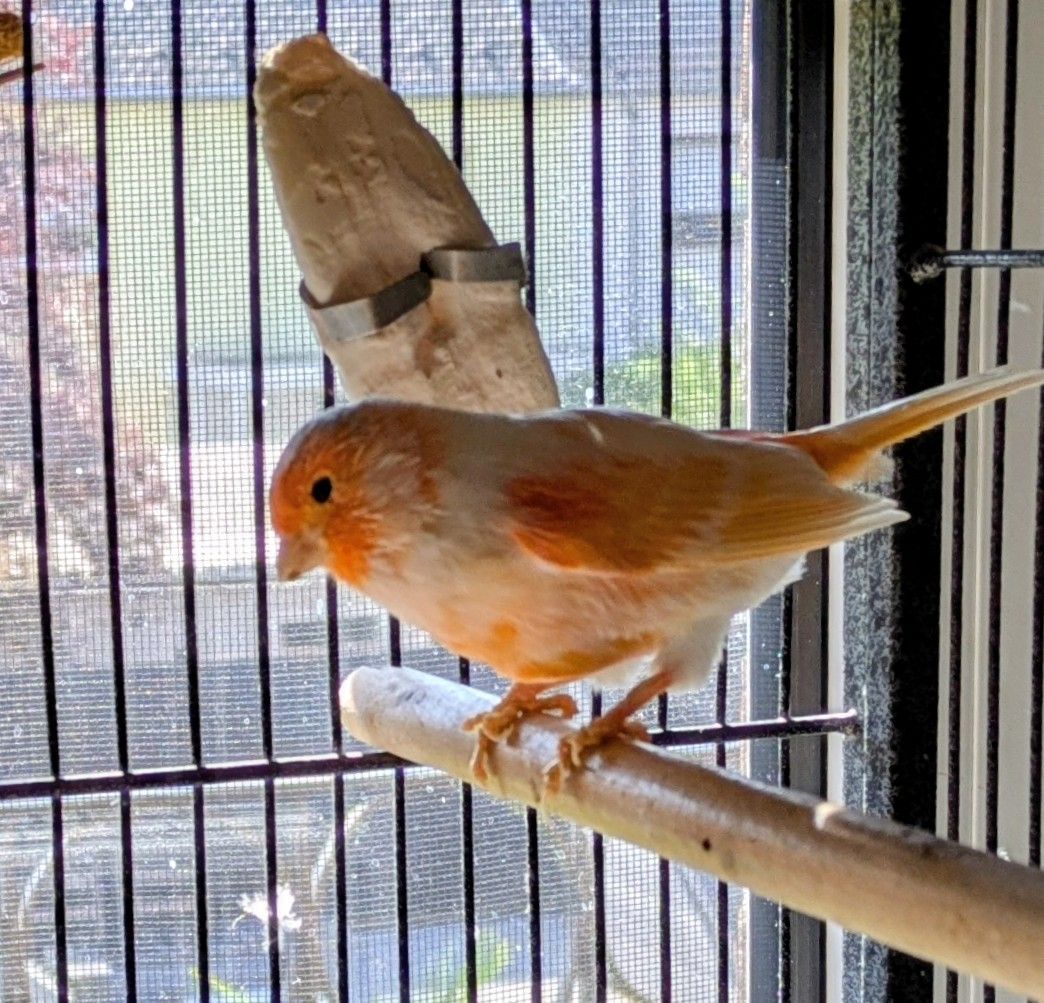 Kanarienvogel
