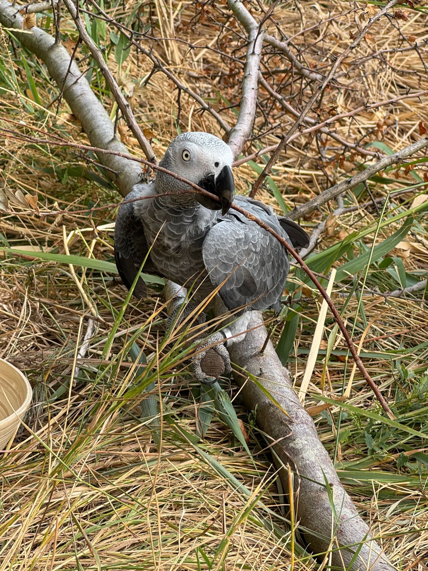 Graupapagei