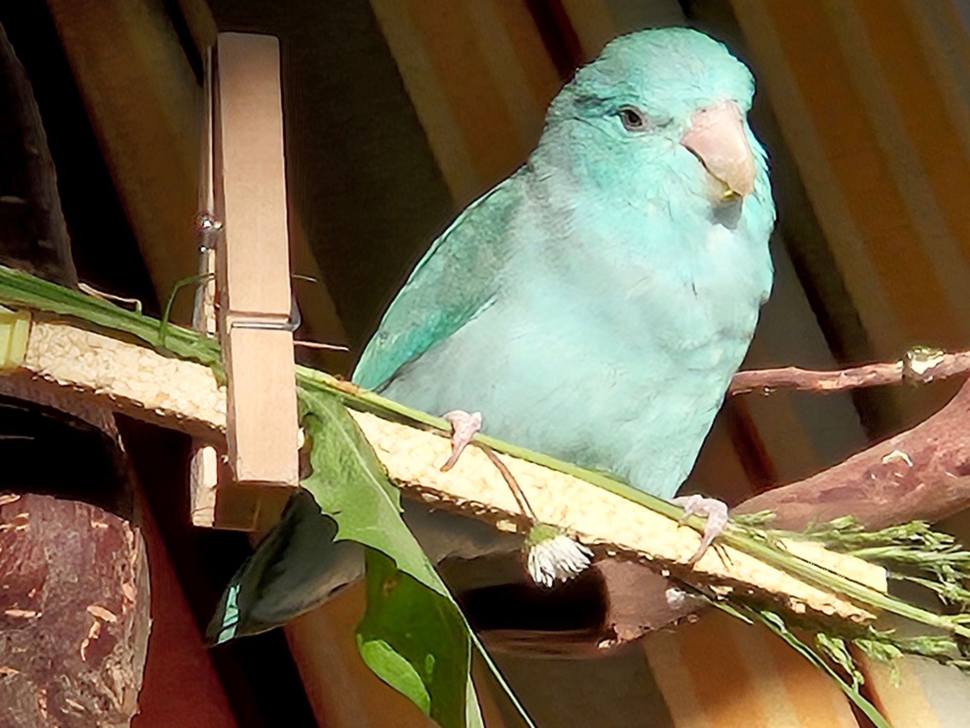 Blaugenick-Sperlingspapagei
