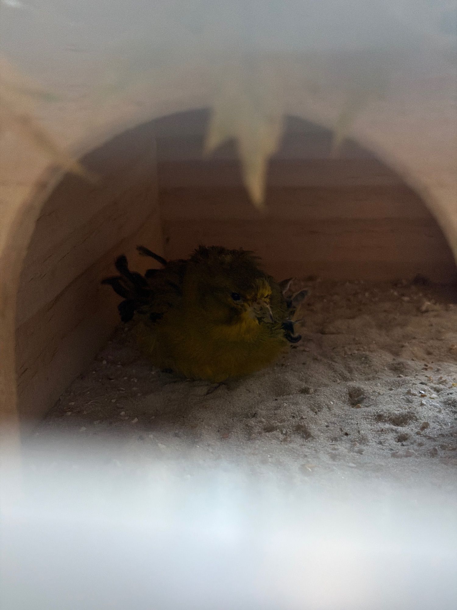 Kanarienvogel