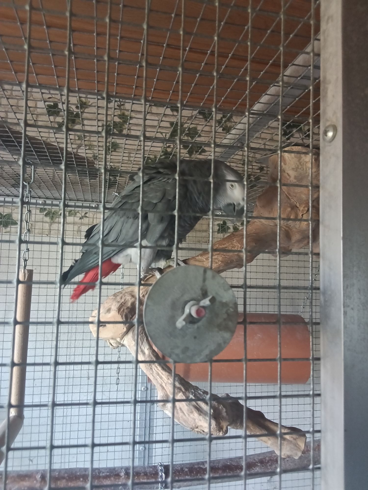 Graupapagei