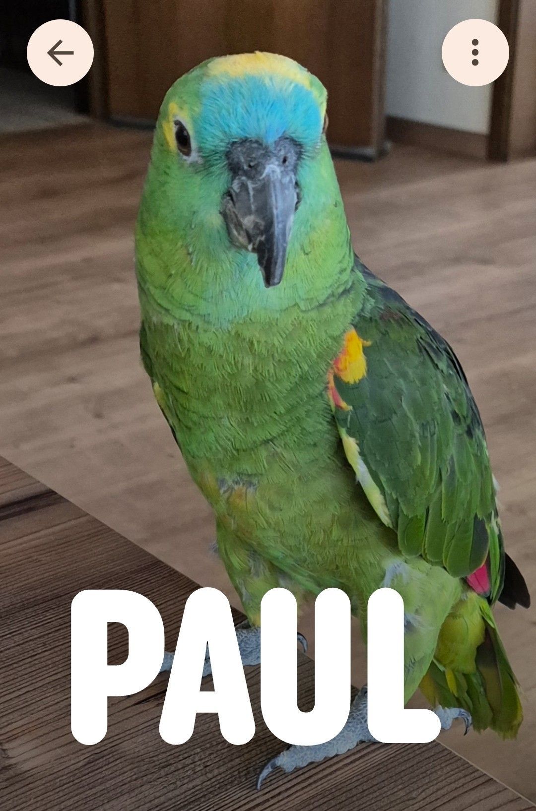 Blaustirnamazone
