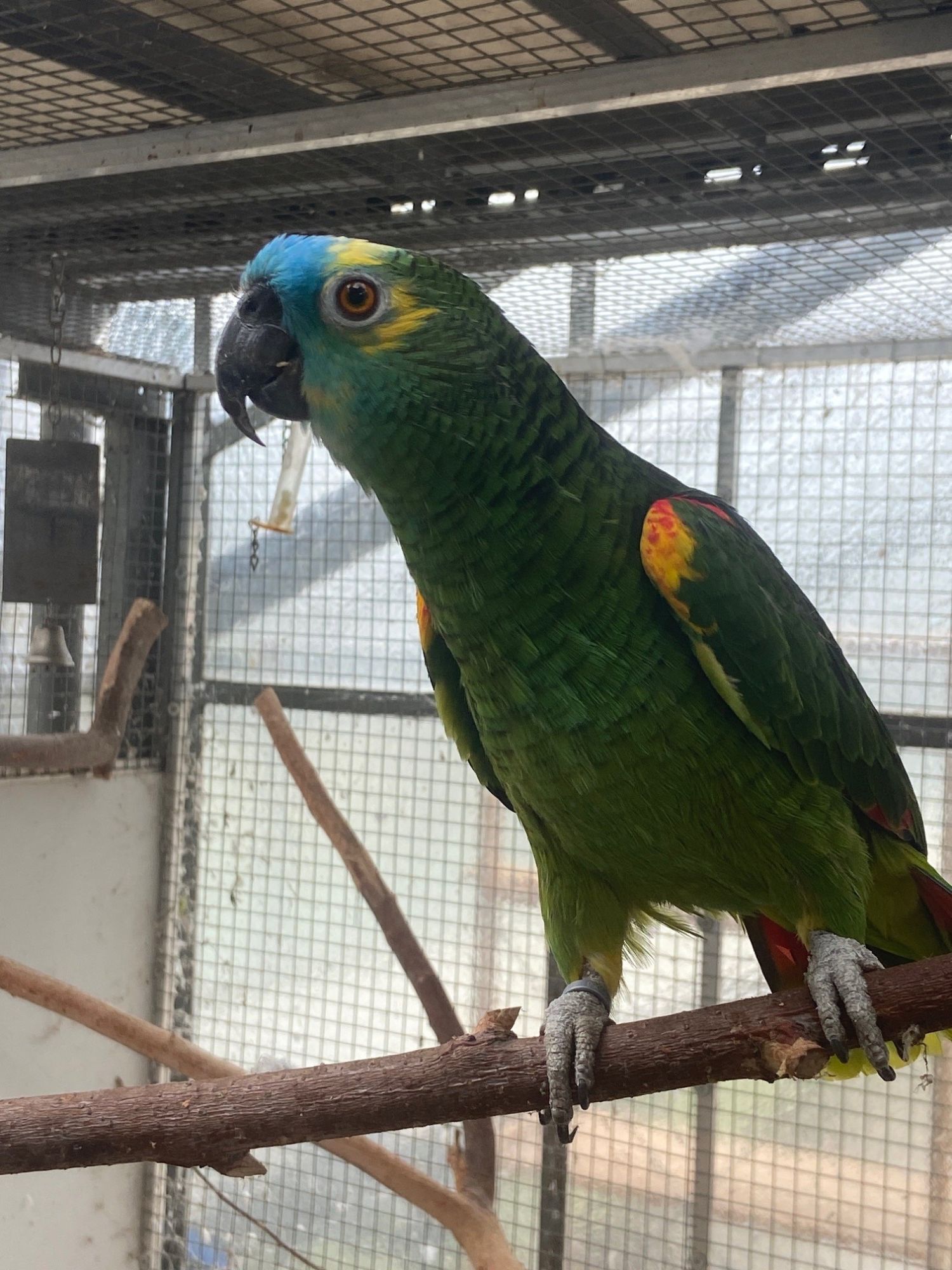 Blaustirnamazone