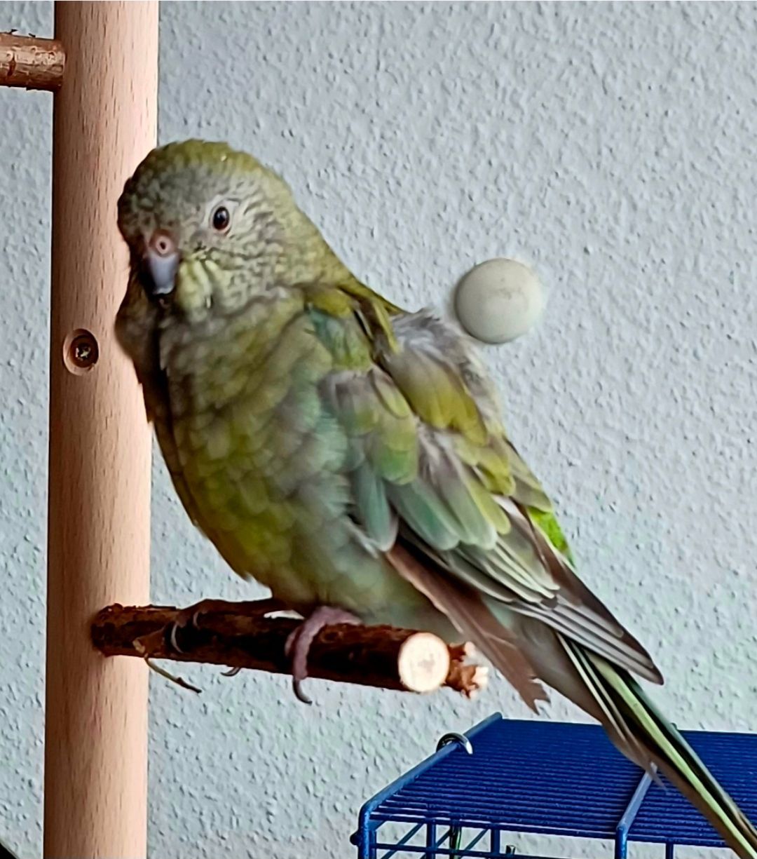Singsittich