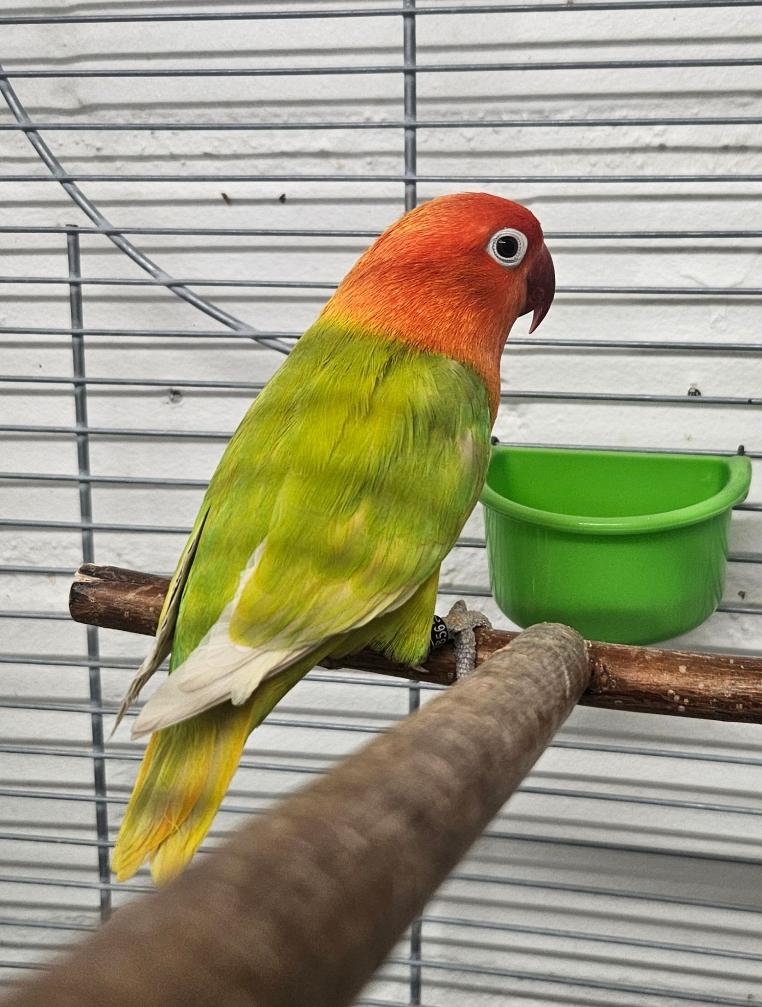 Agapornide (Pfirsichköpfchen)