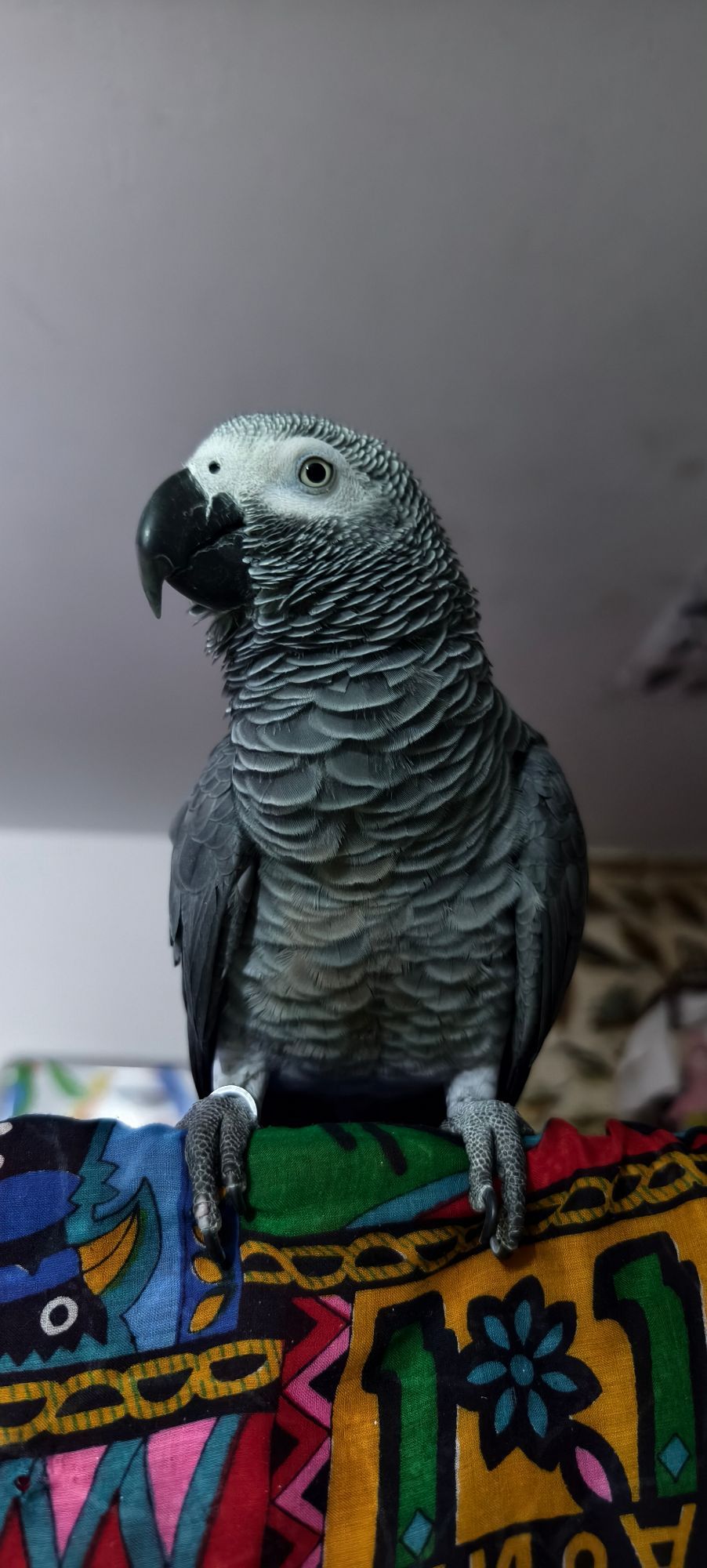 Graupapagei